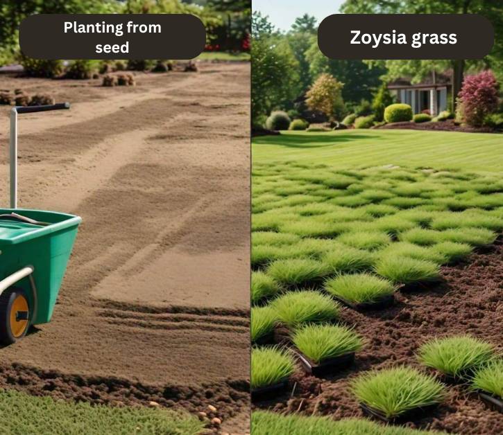 Planting Zoysia grass from seed using a spreader on prepared soil. Frequent watering is needed until the grass fully grows.